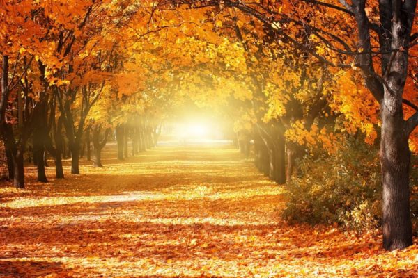 HERFSTVAKANTIE